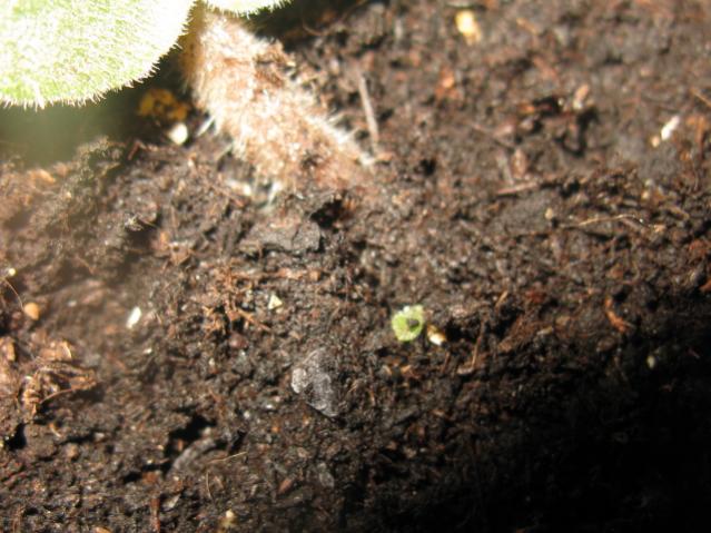 Name:  IMG_1512.jpg
Views: 1416
Size:  55.3 KB