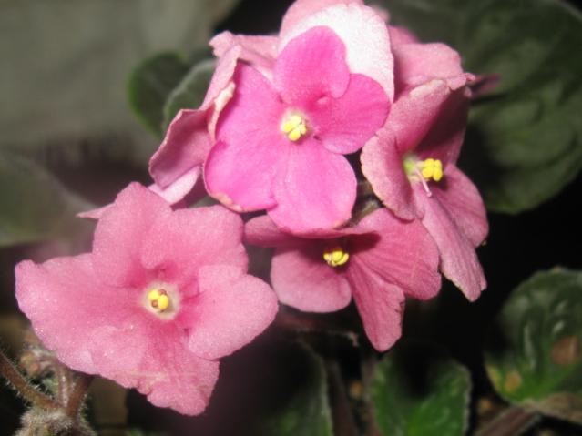 Name:  IMG_1473.jpg
Views: 1392
Size:  32.2 KB