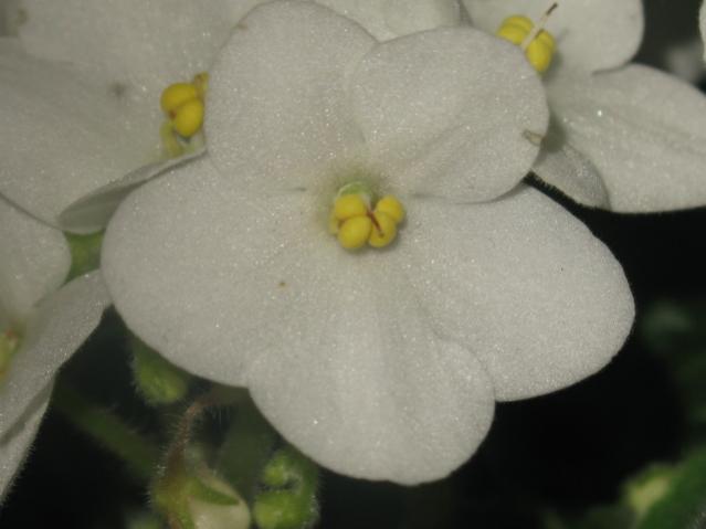 Name:  IMG_1492.jpg
Views: 1358
Size:  25.1 KB