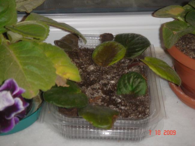 Name:  iek son 0111.jpg
Views: 2010
Size:  36.9 KB