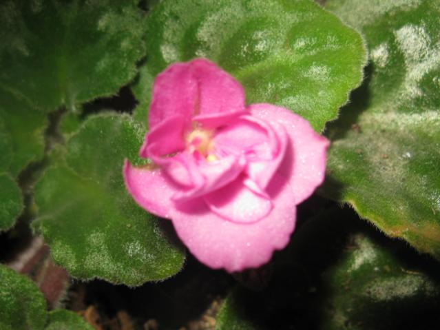 Name:  IMG_1520.jpg
Views: 1287
Size:  38.0 KB