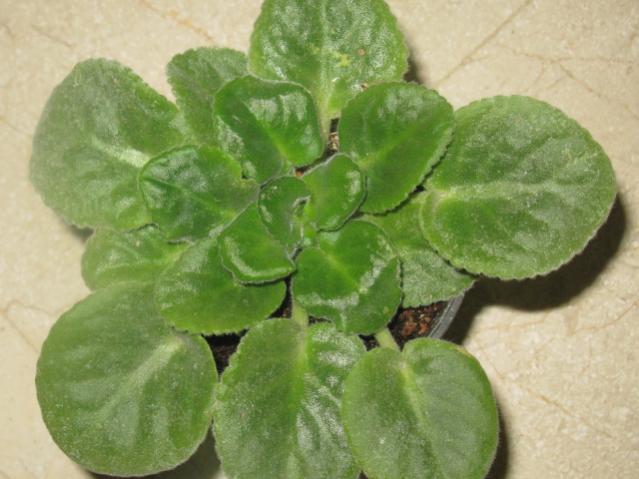Name:  IMG_1524.jpg
Views: 1086
Size:  42.0 KB