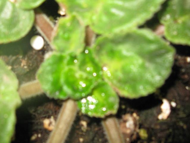 Name:  IMG_1527.jpg
Views: 1127
Size:  31.7 KB