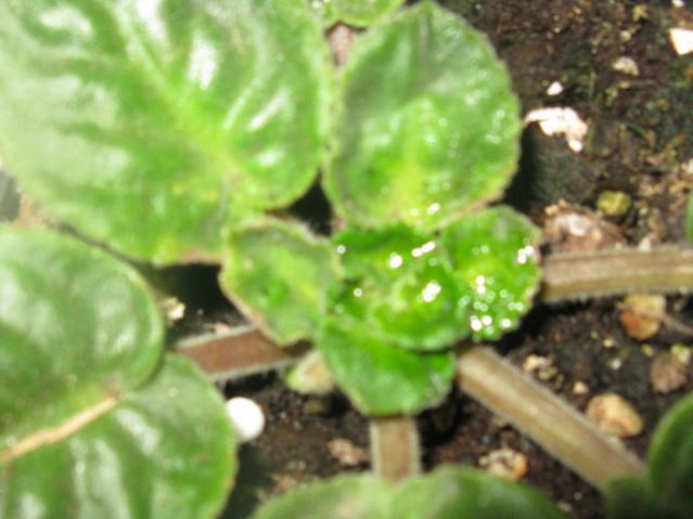 Name:  IMG_1528.jpg
Views: 1080
Size:  37.4 KB