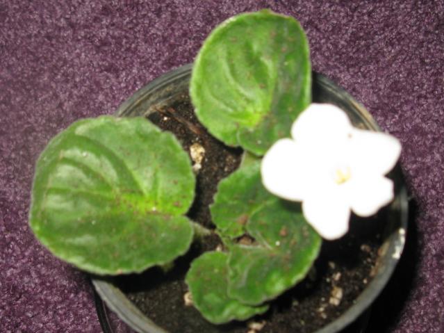 Name:  IMG_1541.jpg
Views: 1194
Size:  46.1 KB