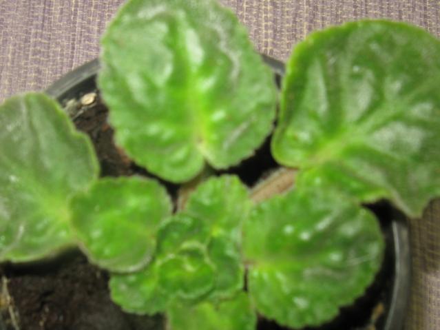 Name:  IMG_1575.jpg
Views: 1042
Size:  32.8 KB