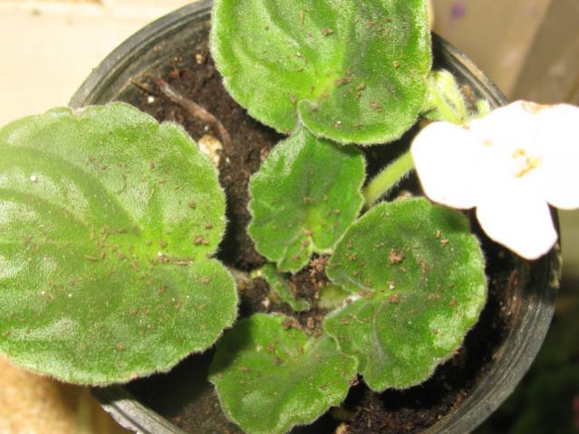 Name:  IMG_1576.jpg
Views: 1063
Size:  50.5 KB