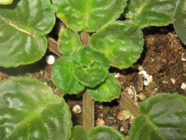 Name:  IMG_1577.jpg
Views: 1010
Size:  60.2 KB