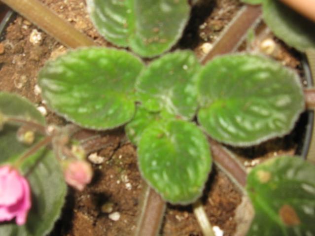 Name:  IMG_1578.jpg
Views: 1042
Size:  35.4 KB