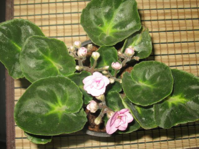 Name:  IMG_1627.jpg
Views: 1232
Size:  53.2 KB