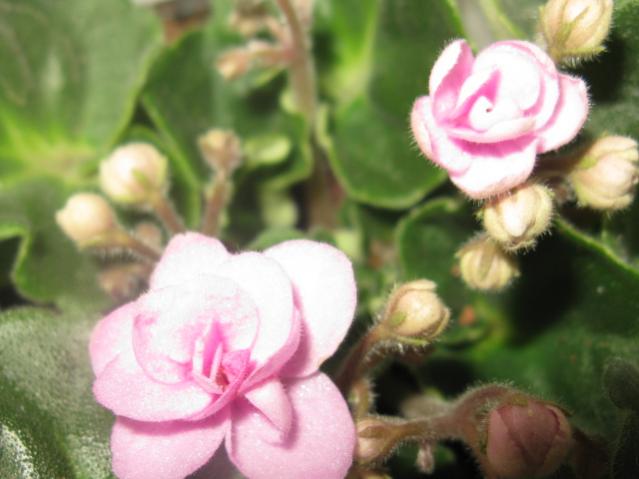 Name:  IMG_1635.jpg
Views: 1367
Size:  35.0 KB