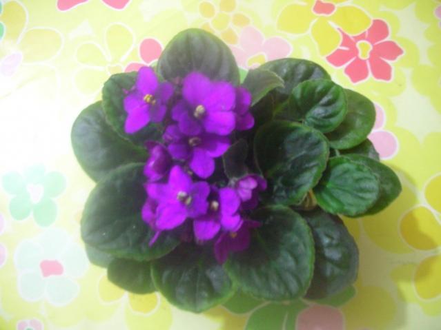 Name:  Image00001.jpg
Views: 1141
Size:  29.0 KB
