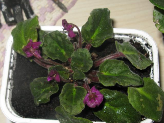 Name:  IMG_1679.jpg
Views: 1646
Size:  41.5 KB