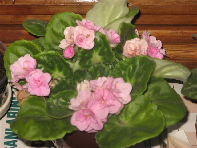 Name:  IMG_1278.JPG
Views: 1113
Size:  55.7 KB