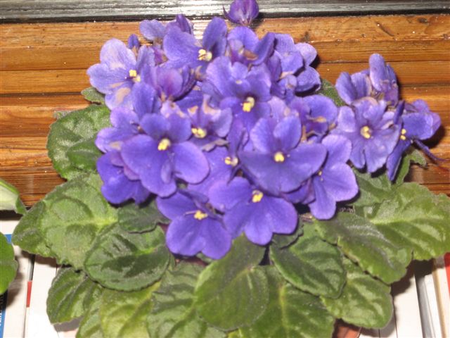 Name:  IMG_1279.JPG
Views: 1094
Size:  68.4 KB