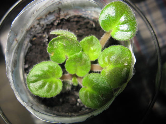 Name:  IMG_1818.JPG
Views: 1477
Size:  60.0 KB