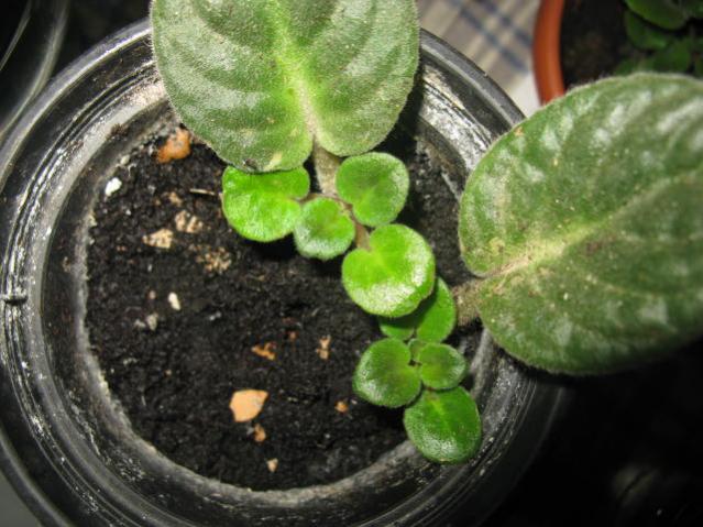 Name:  IMG_1824.jpg
Views: 1461
Size:  53.4 KB