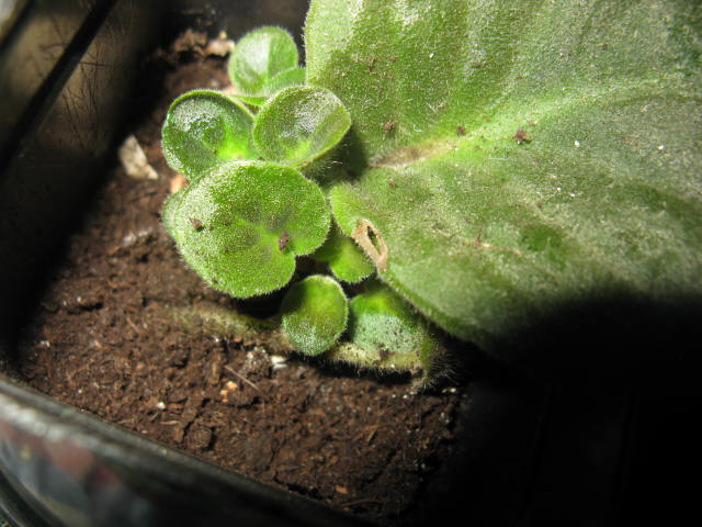 Name:  IMG_1825.JPG
Views: 1440
Size:  68.8 KB