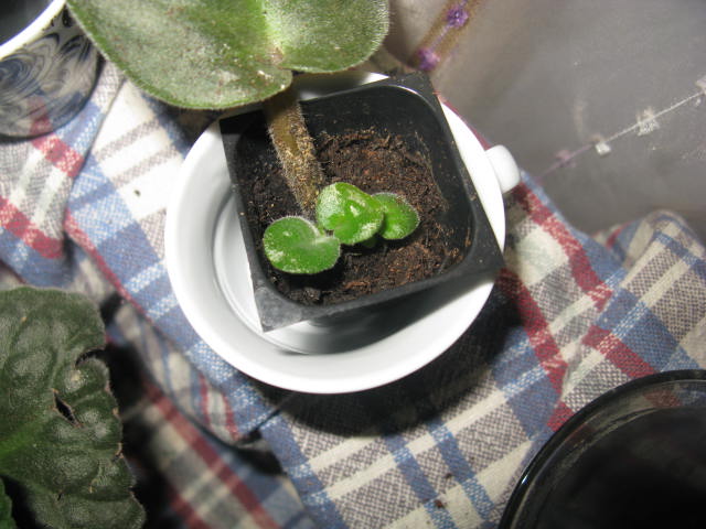 Name:  IMG_1829.JPG
Views: 1421
Size:  63.8 KB