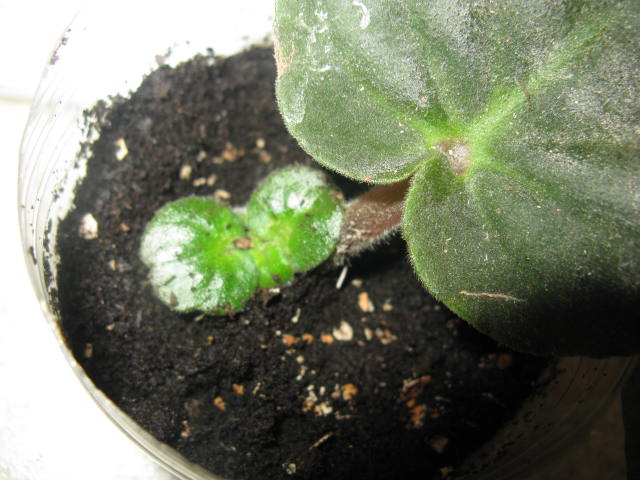 Name:  IMG_1830.JPG
Views: 1426
Size:  64.9 KB