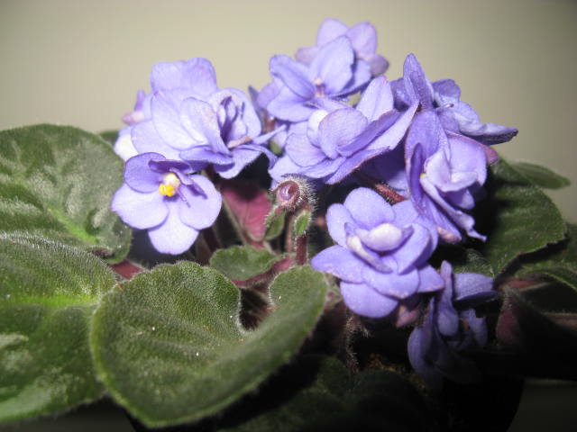 Name:  IMG_1868.JPG
Views: 1410
Size:  53.1 KB