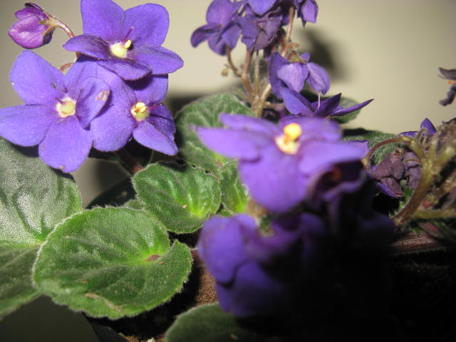 Name:  IMG_1870.JPG
Views: 1469
Size:  58.0 KB