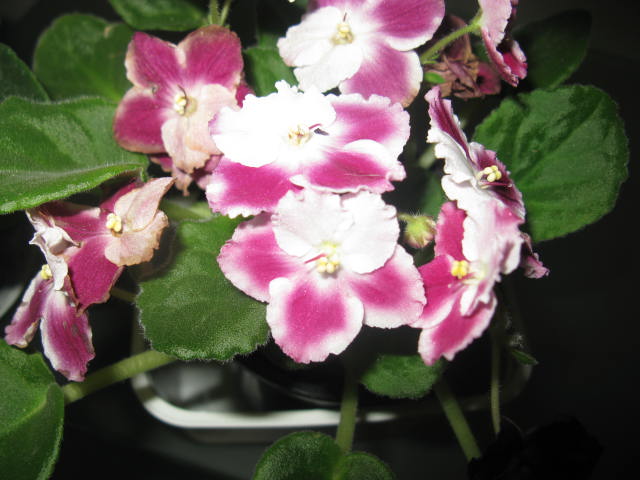 Name:  IMG_1871.JPG
Views: 1416
Size:  58.4 KB