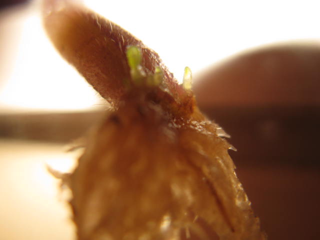 Name:  IMG_1900.JPG
Views: 1978
Size:  29.4 KB