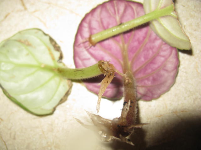 Name:  IMG_1910.JPG
Views: 1978
Size:  43.1 KB
