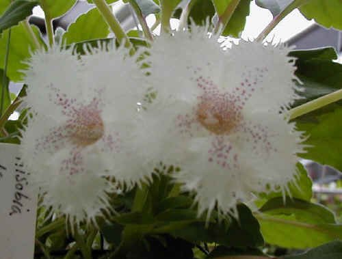 Name:  meneke1.jpg
Views: 4267
Size:  18.3 KB