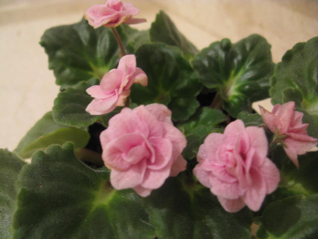 Name:  IMG_2052.JPG
Views: 2246
Size:  44.2 KB