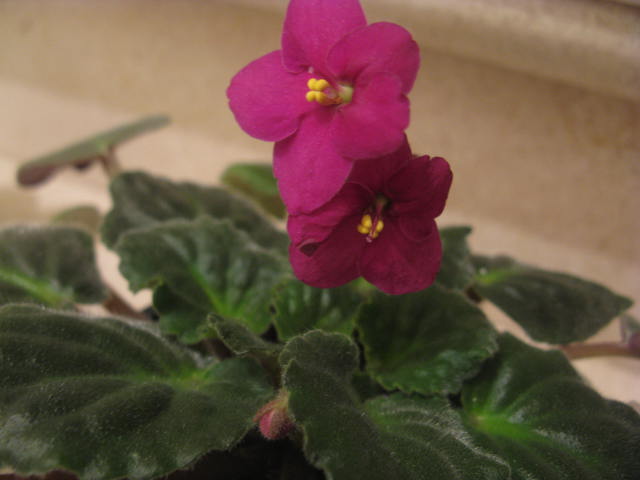 Name:  IMG_2056.JPG
Views: 2112
Size:  38.1 KB