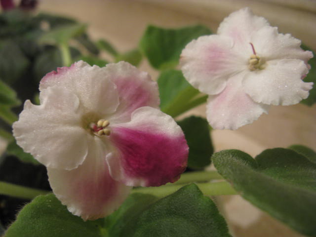 Name:  IMG_2061.JPG
Views: 2147
Size:  38.5 KB