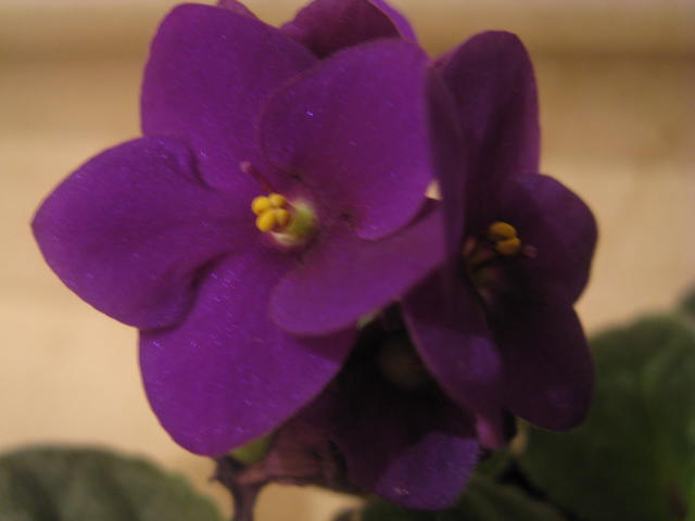 Name:  IMG_2067.JPG
Views: 2189
Size:  30.2 KB