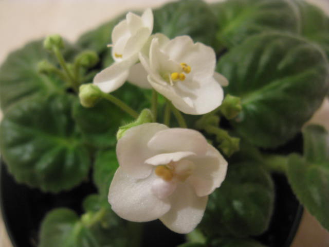 Name:  IMG_2078.JPG
Views: 2143
Size:  35.7 KB