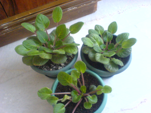 Name:  DSC00063.JPG
Views: 2472
Size:  64.6 KB