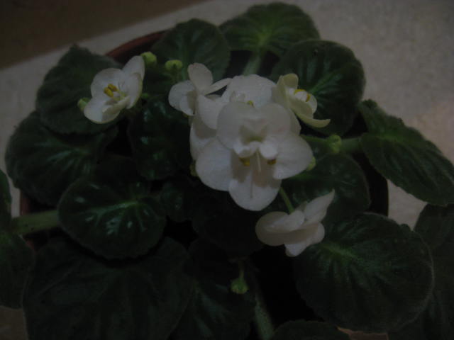 Name:  IMG_2181.JPG
Views: 1237
Size:  29.5 KB