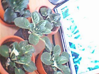 Name:  menekşe10 copy.JPG
Views: 1454
Size:  32.8 KB