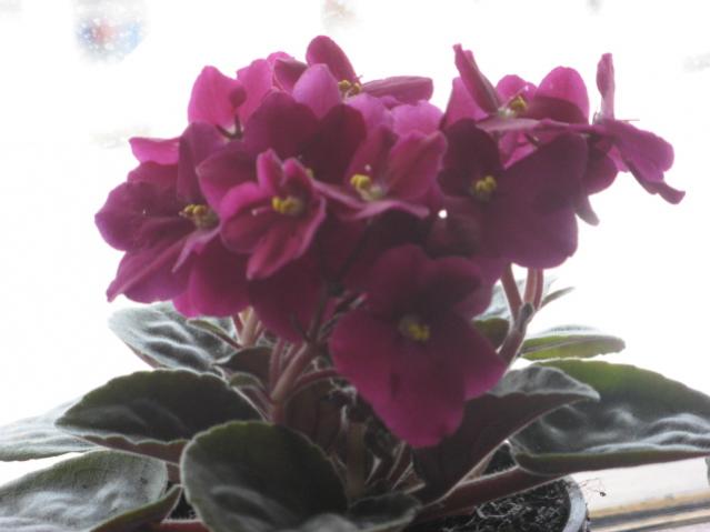 Name:  IMG_1446.jpg
Views: 1197
Size:  28.3 KB