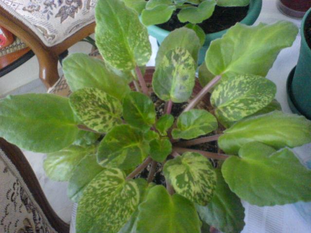 Name:  DSC00059_1.jpg
Views: 1796
Size:  44.5 KB