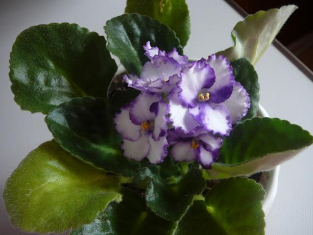 Name:  P1120655.jpg
Views: 2446
Size:  35.4 KB