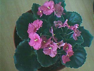 Name:  menekşe3 copy.JPG
Views: 2466
Size:  27.3 KB
