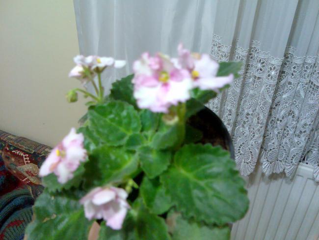 Name:  Grnt006.jpg
Views: 4362
Size:  40.2 KB