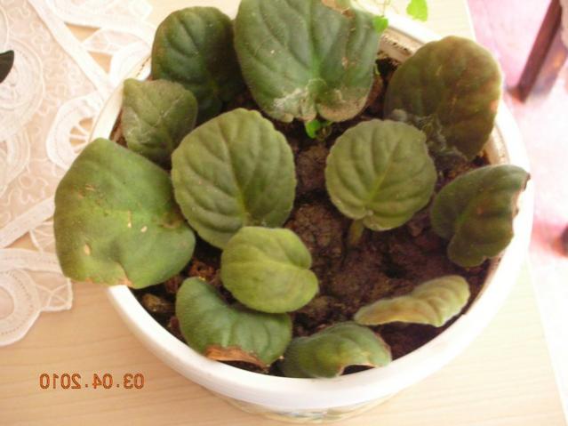 Name:  DSCN7929.jpg
Views: 6187
Size:  36.6 KB