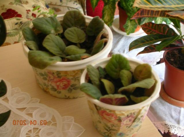 Name:  DSCN7932.jpg
Views: 5283
Size:  42.6 KB