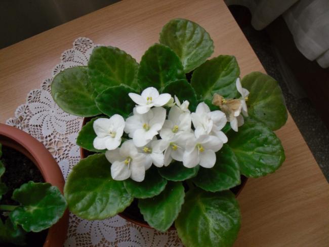Name:  SDC10146 copy.jpg
Views: 1316
Size:  40.1 KB