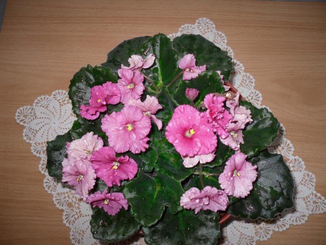 Name:  SDC10147 copy.jpg
Views: 1335
Size:  57.6 KB
