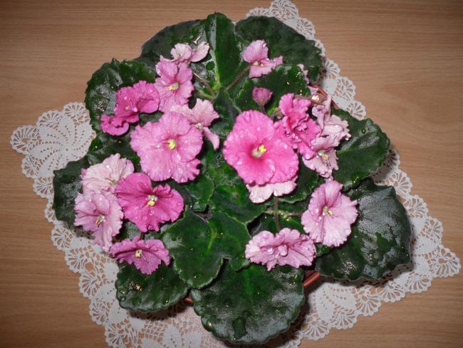 Name:  SDC10148 copy.jpg
Views: 1303
Size:  60.4 KB