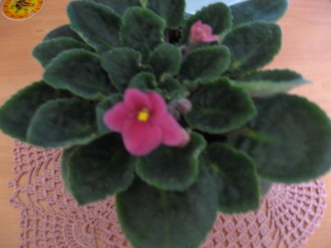 Name:  k pembe.JPG
Views: 1283
Size:  28.9 KB