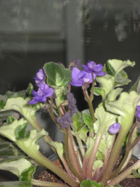 Name:  IMG_1527.jpg
Views: 1434
Size:  38.3 KB